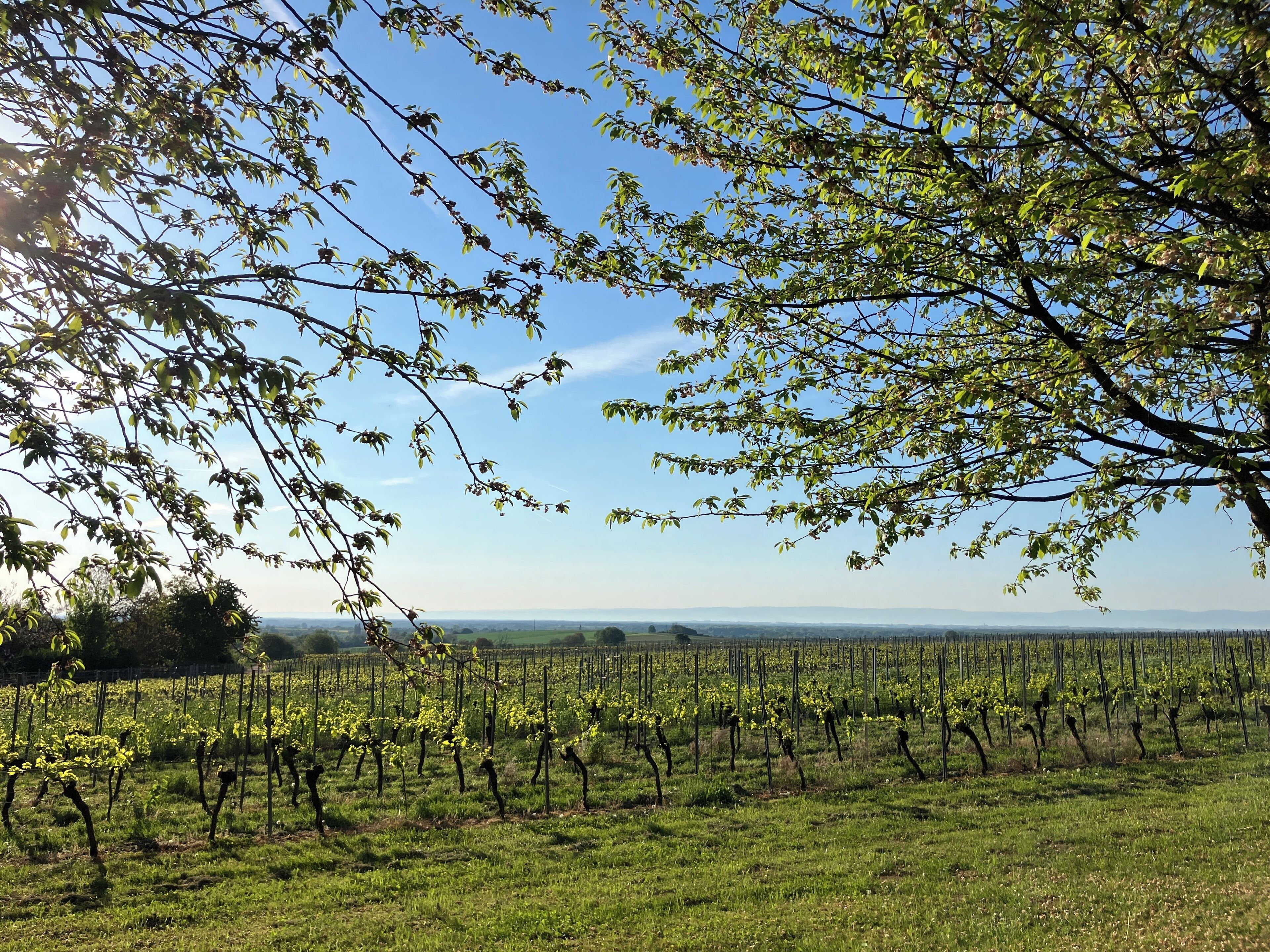 A vineyard with rows of grapevines under a clear sky.