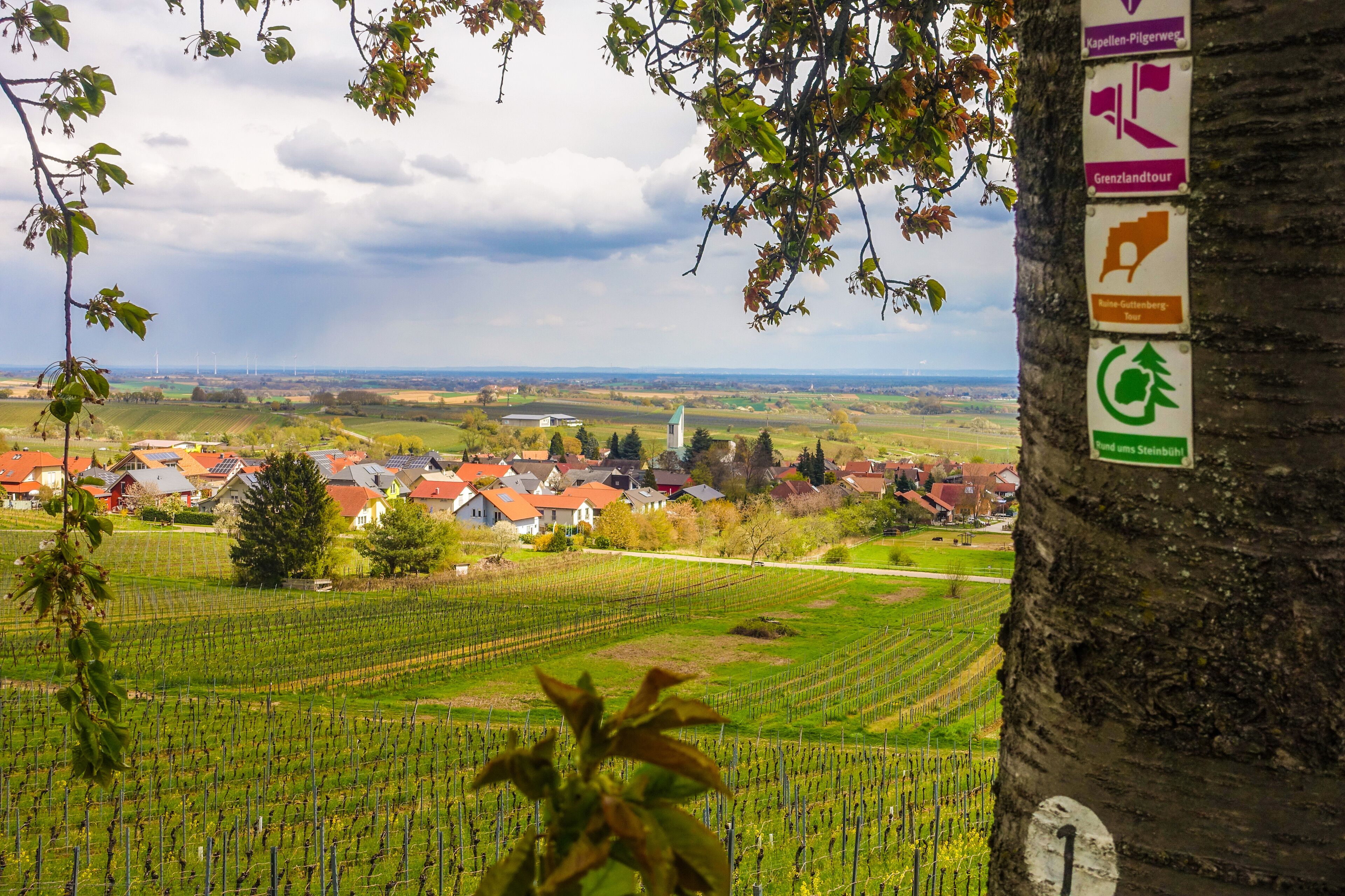 A vineyard with rows of grapevines and a village in the background.