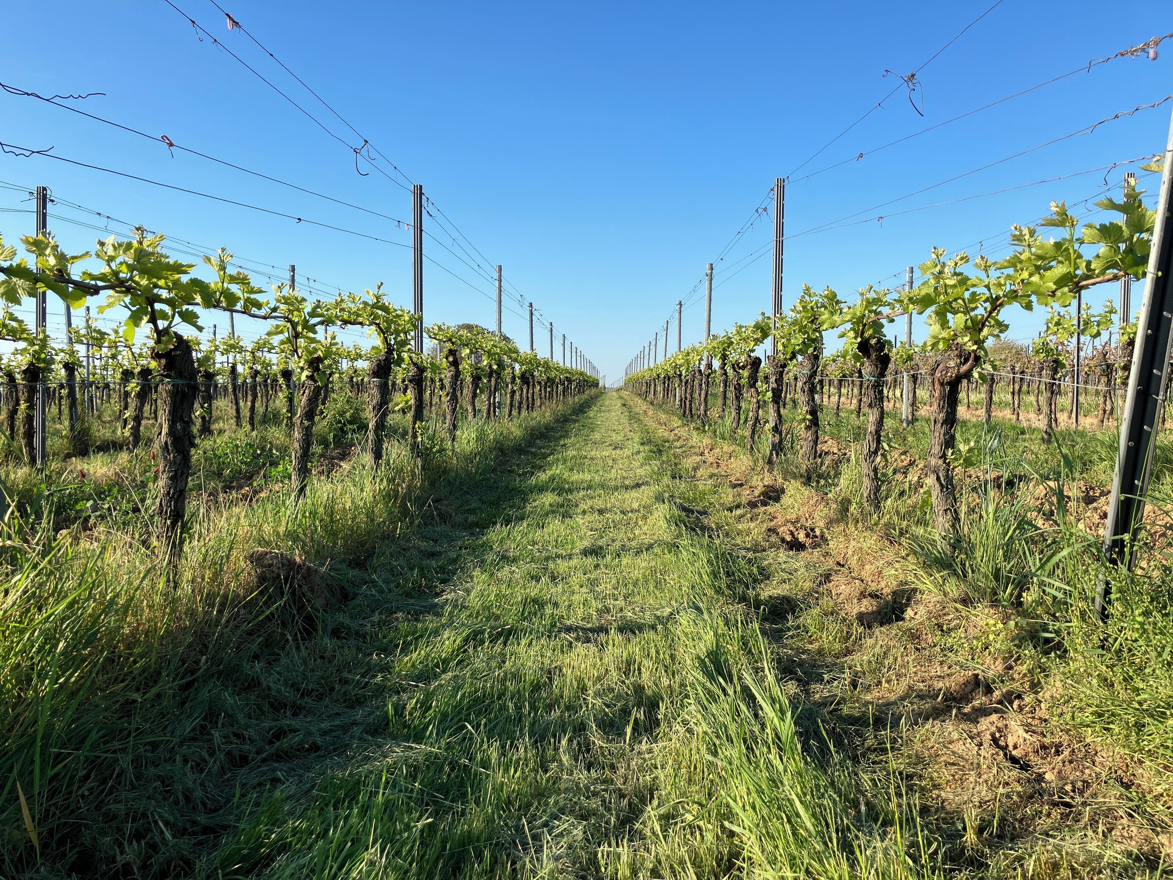 A vineyard with rows of grapevines and a clear sky.