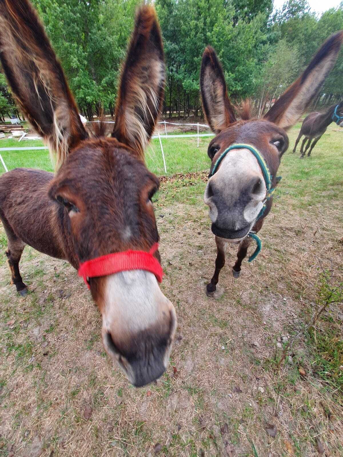 Two donkeys with red and green halters in a grassy field with trees in the background.
