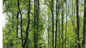 Uklassifisert bilde, 5 av 41, knapp
