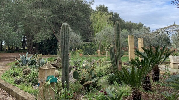 Un jardí amb diversos cactus i suculentes, envoltat d'arbres i una construcció de pedra.