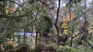 A forested area with a circular brick fire pit surrounded by fallen leaves.