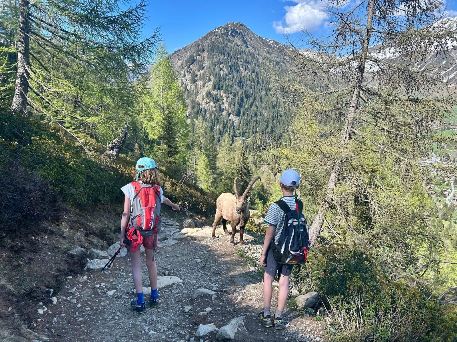 Un sentier de randonnée qui traverse un terrain rocheux et longe une forêt dense de chaque côté.