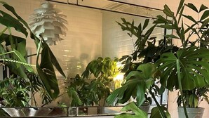 A bathroom with a freestanding bathtub, a mirror, and various potted plants.
