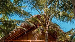 A two-story building with a wooden balcony, a staircase, and a palm tree in front. - Waikiki Beach Hostel (Dibulla)