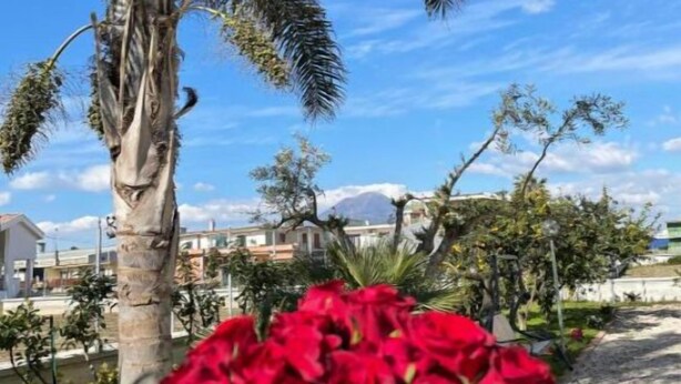Un palmier et une touffe de roses rouges dans un jardin.