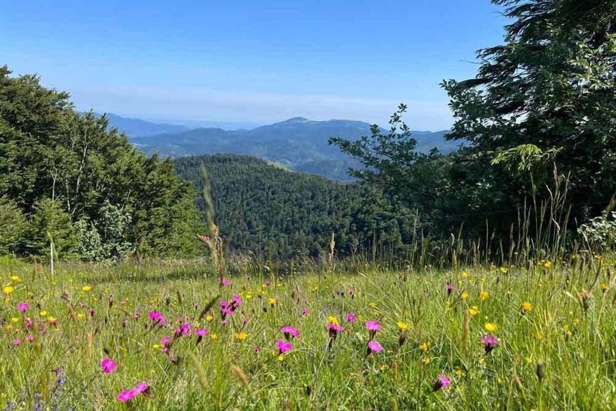 Eine natürliche Landschaft mit freiem Blick auf entfernte Berge, eine Wiese mit Wildblumen und ein dichtes Waldgebiet.