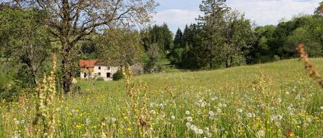 Paisaje rural con una casa rodeada de árboles y un campo de dientes de león.