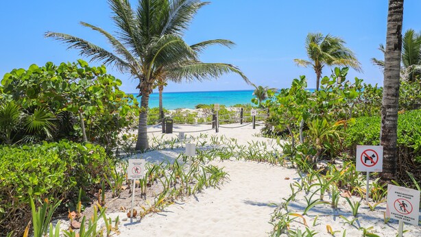 A sandy beach path with palm trees and signs indicating no dogs and caution for your step. - Marea Azul Beach Resort  (Playa del Carmen)