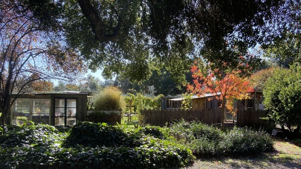 A garden with a wooden fence, a shed, and a variety of plants.