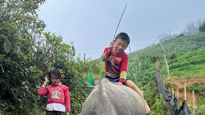 A child riding an ox on a dirt path with greenery on both sides. - Buffalo Eco House (Ta Van)