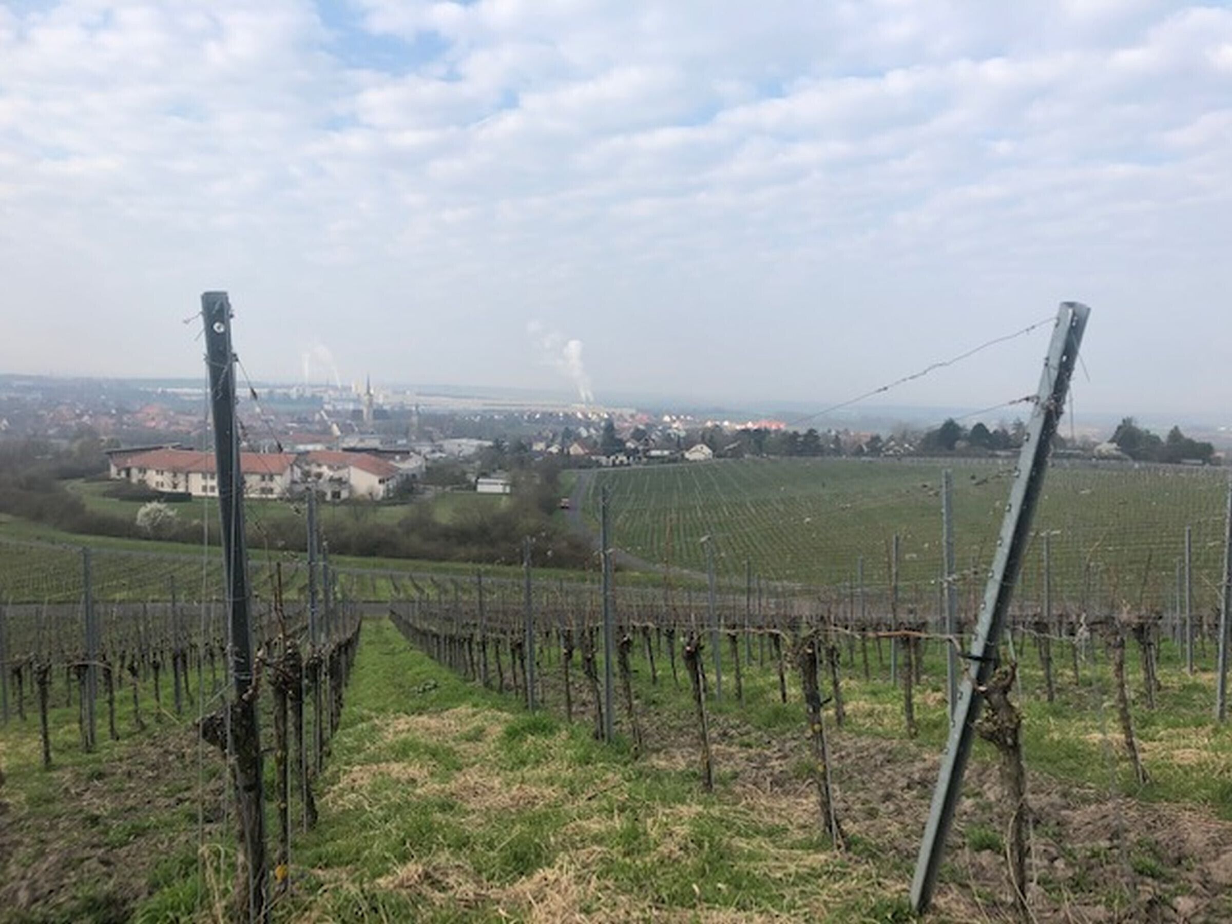 Ein Weinberg mit Reihen von Weinreben und einer entfernten Ansicht einer Stadt.
