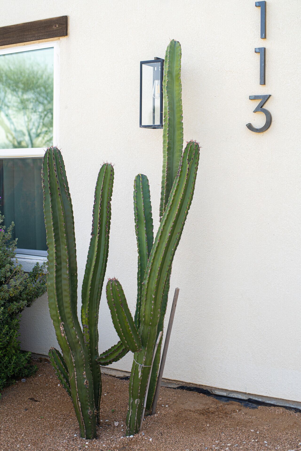 Un cactus devant un bâtiment avec une fenêtre et une plaque numérotée fixée au mur.