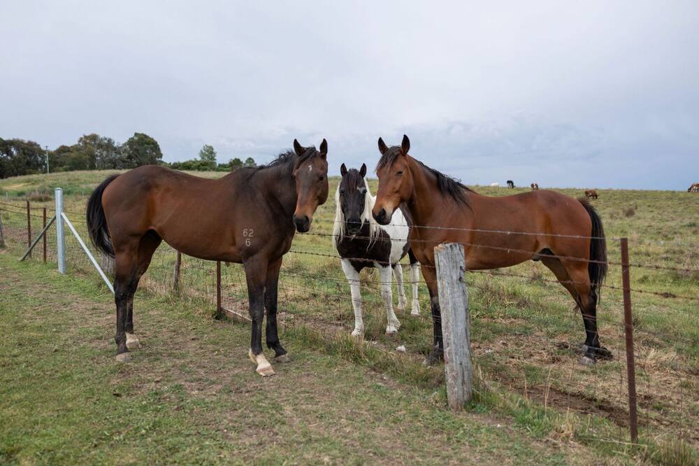 Luxury Romantic Farm Stay, Feed the horses roam the acreage 12 mins to Orange