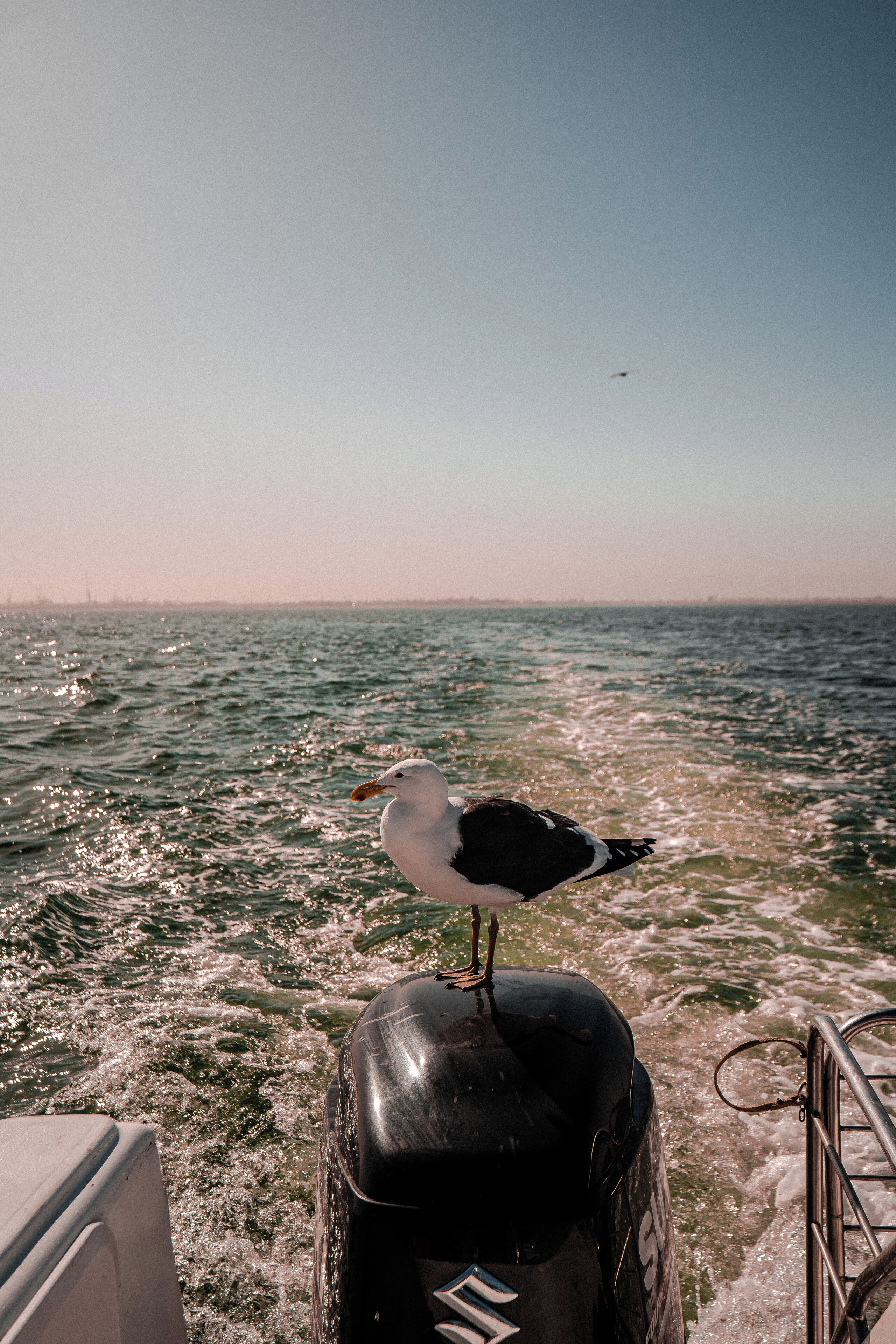 A seagull perched on a black object by the water.