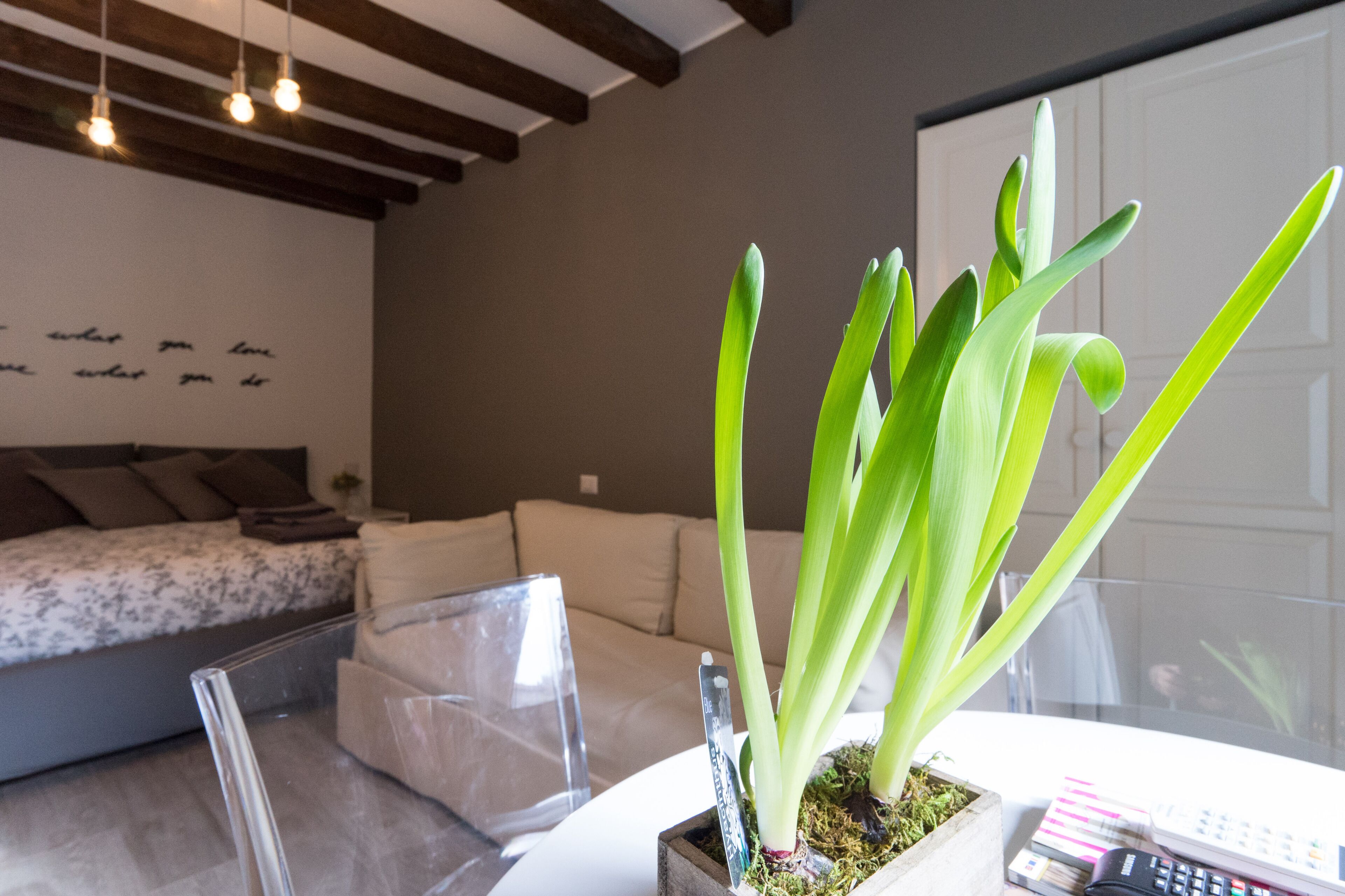 A modern living room with a sofa, a glass coffee table, and a potted plant.