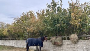 A horse in a stable area with a stone wall and hay bales. - MegaPod 1 at Lee Wick Farm Glamping (Clacton on Sea)