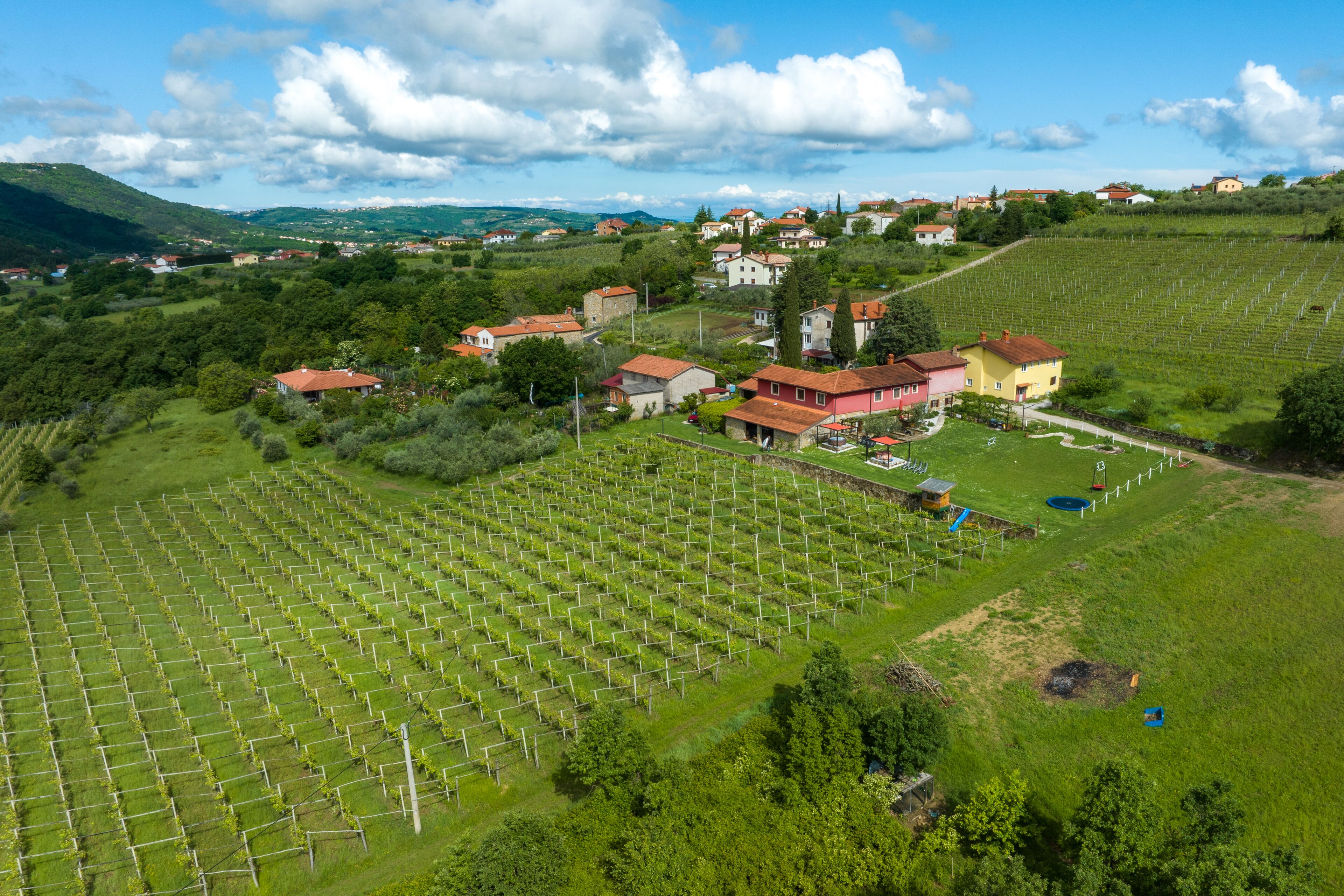 Viñedo con hileras de vides, algunos edificios y un paisaje montañoso al fondo.