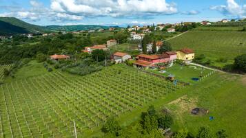 A vineyard with rows of grapevines, a few buildings, and a hilly landscape in the background.