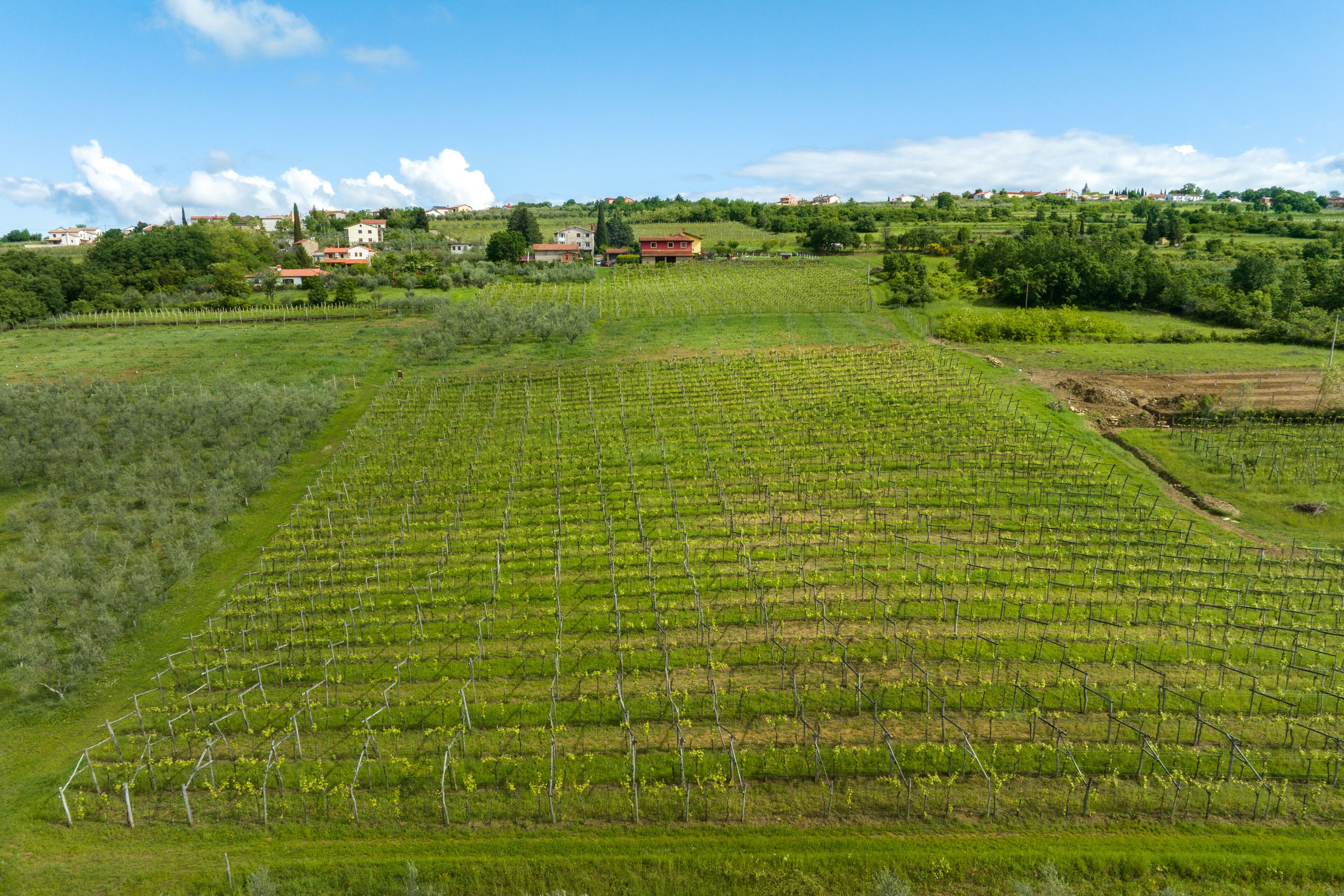 A vineyard with rows of grapevines, a few houses in the background, and a clear sky.