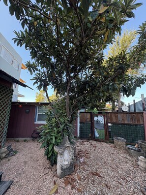 Property grounds - LA CASITA ON EAST 7TH STREET (Austin)