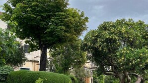 A residential street with a paved road, a manhole cover, and a variety of trees and shrubs. - Modern apartment Oleandra, 5 only 250 meters from the sea (Baska)