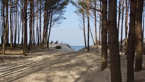 Un sentiero sabbioso che conduce a una spiaggia, fiancheggiato da alberi alti.