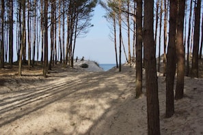 A sandy path leading through a forest with trees on both sides, towards a beach.