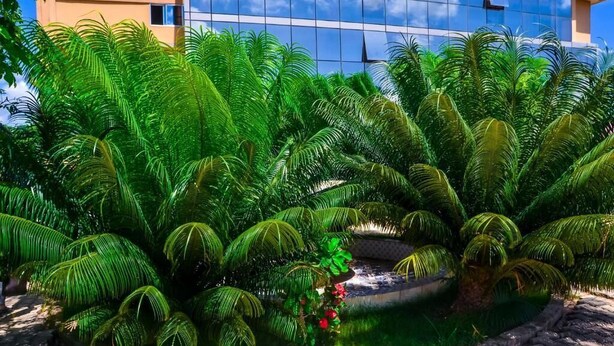 A lush garden with palm trees and a small pond, in front of a modern building with a glass facade. - Muhako Hotel (Dar es Salaam)