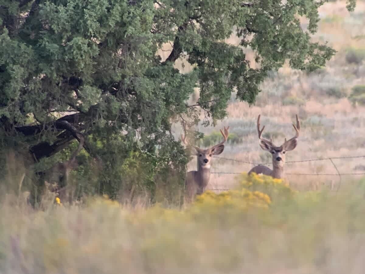 Deux cerfs dans un environnement naturel, avec des arbres et de l’herbe.