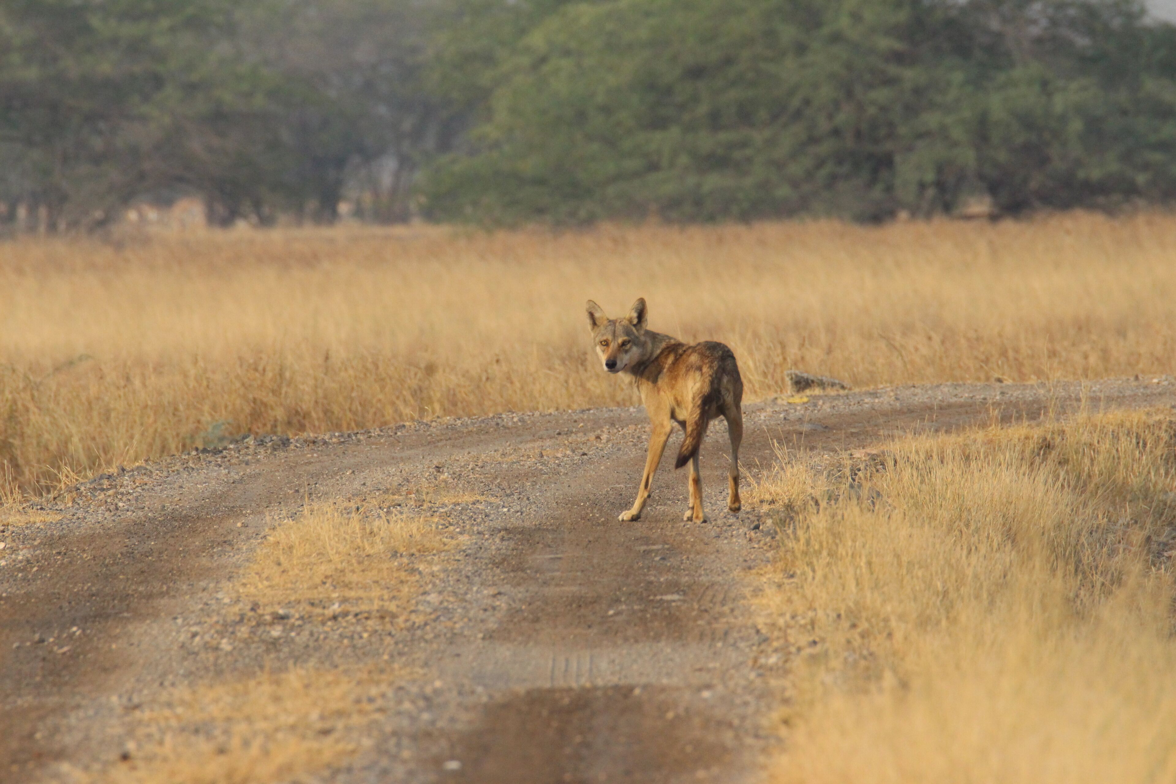 A lone wolf standing on a dirt road in a dry grassland with trees in the background.