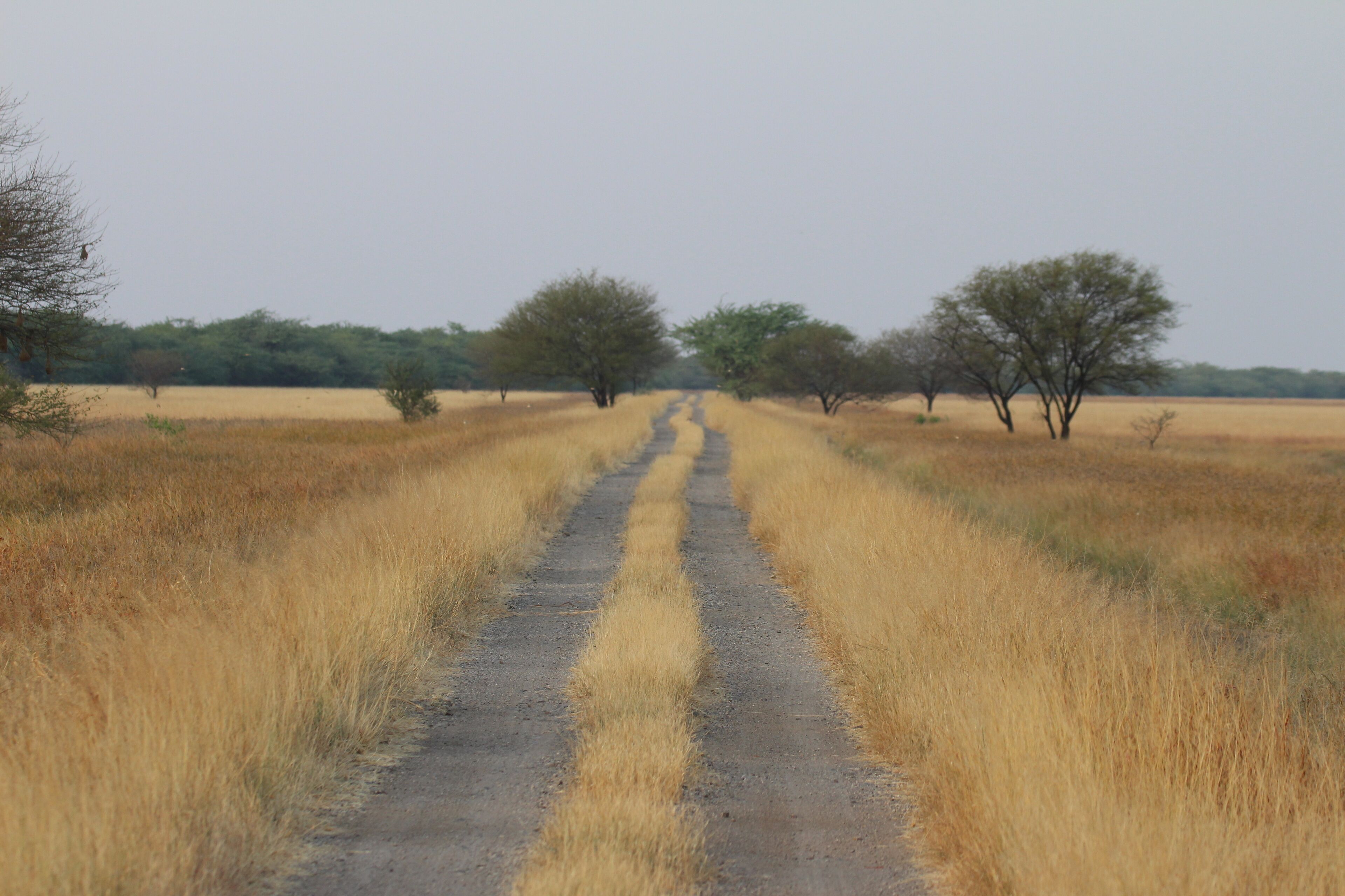 A rural dirt road flanked by dry grass and sparse trees.