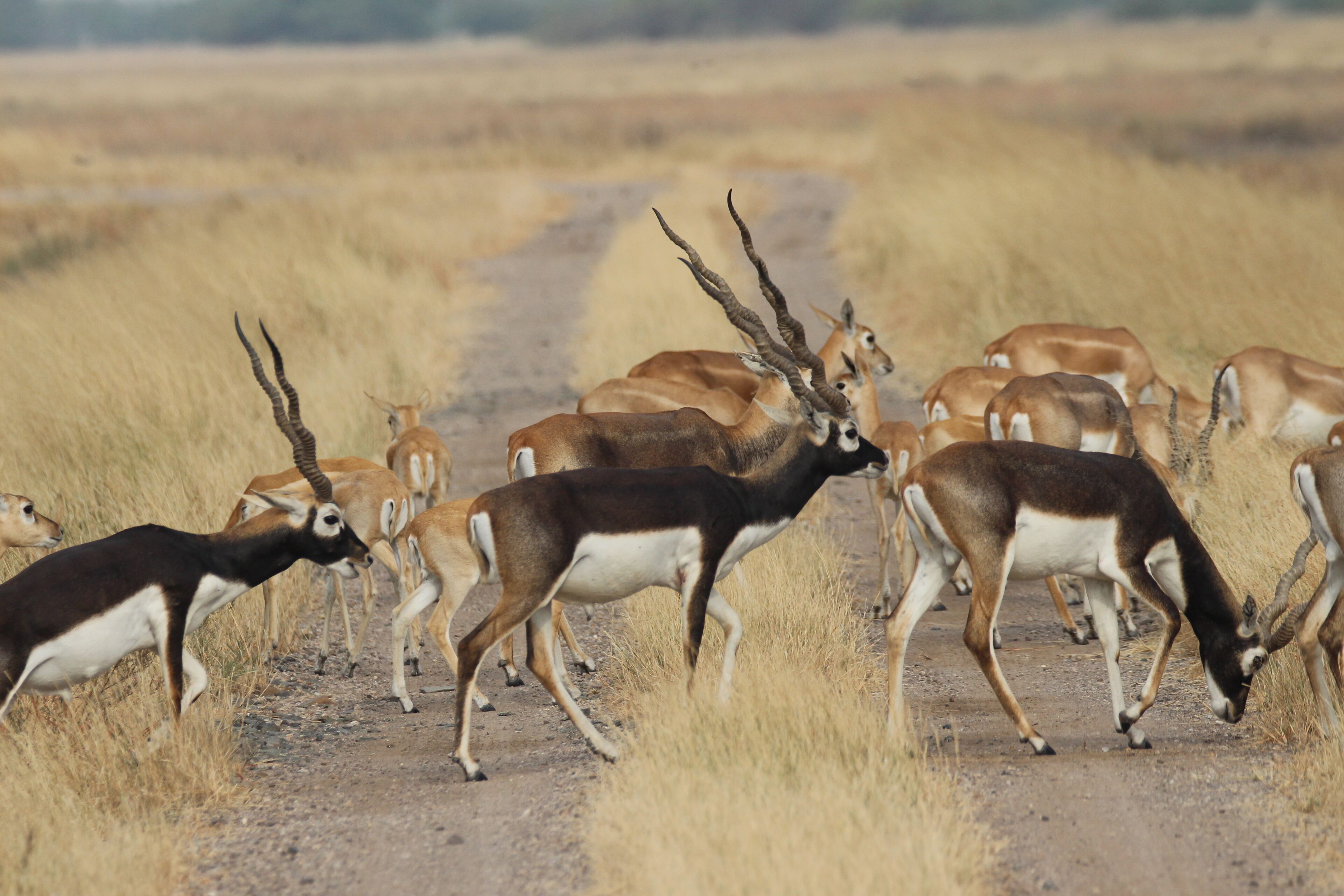 A herd of antelopes on a dirt path in a grassy field.