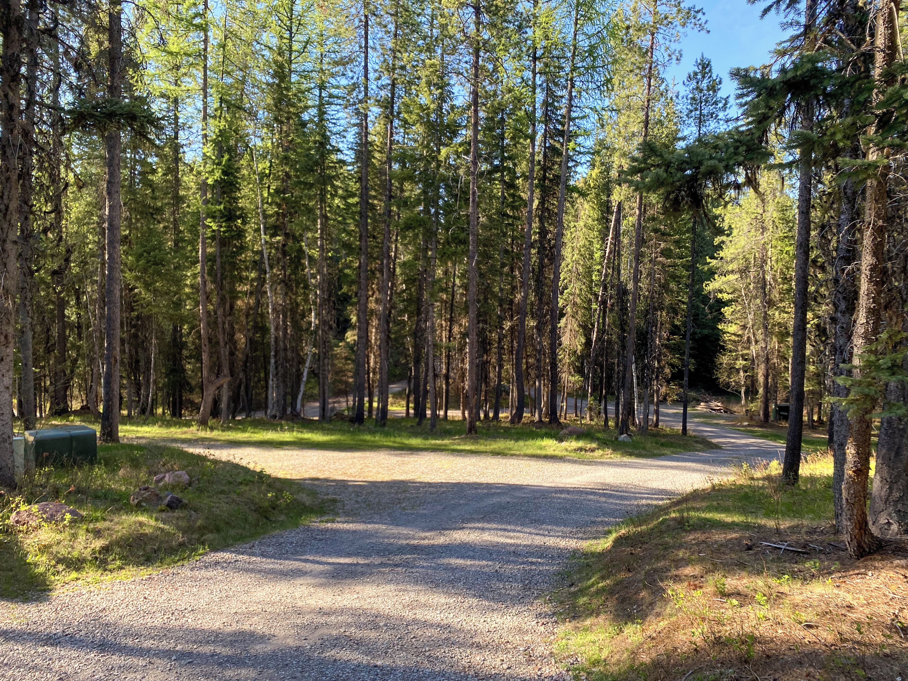 A gravel path leading through a forested area with tall trees and a clear sky.