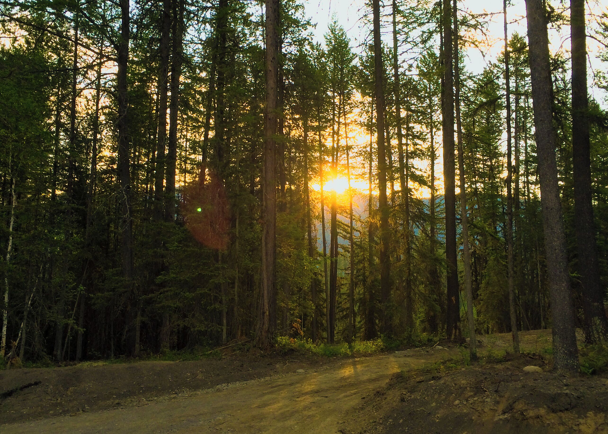 A forest with a dirt path leading through tall trees.