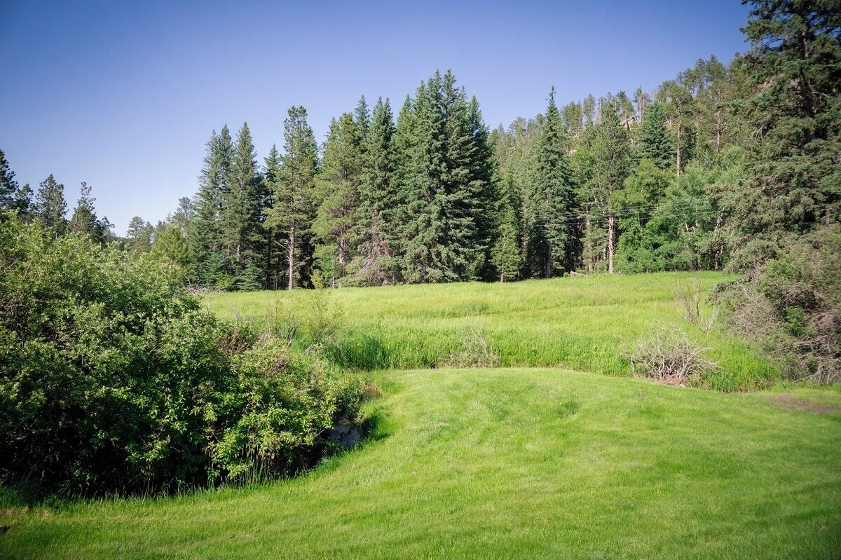 A grassy field with trees in the background.