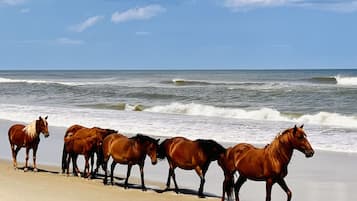 Playa en los alrededores