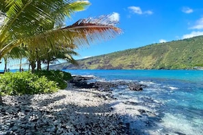A rocky beach with clear turquoise water, a palm tree, and a green hillside in the background.