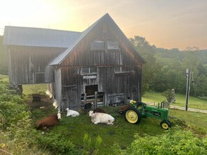 A barn with a green tractor parked in front, surrounded by resting cows.