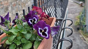 A balcony with terracotta flower pots containing purple pansies, a stone wall, and a metal railing. - L'Antica Sosta (Corciano)