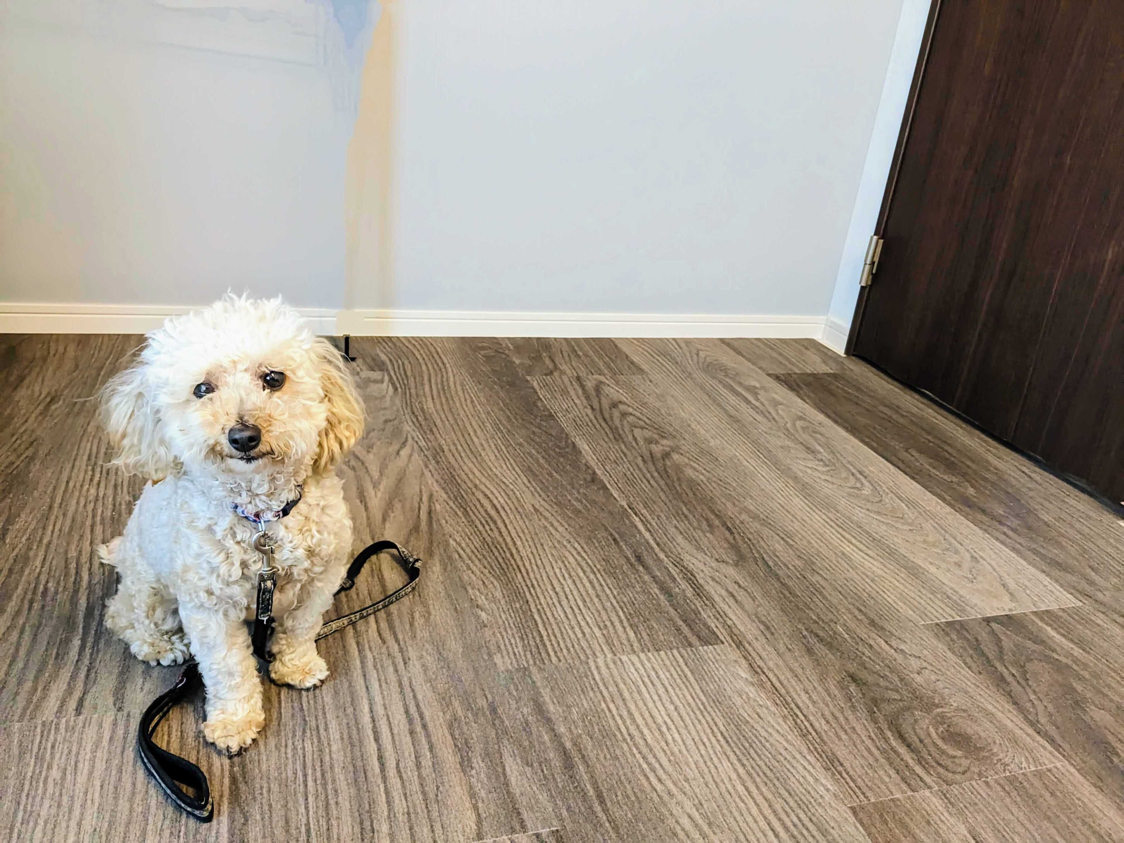 A small white dog sitting on a wooden floor with a leash.
