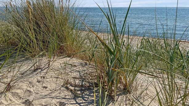 A sandy beach with tall grasses and a calm sea in the background.