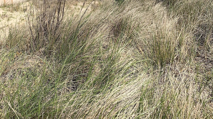 Beach Side Studio #4 1 Bedroom Apts by RedAwning