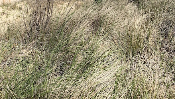 A beach with a wooden fence and tall grass in the foreground, leading to the sandy shore. - Break Side Studio #5 Apts by RedAwning (Norfolk)