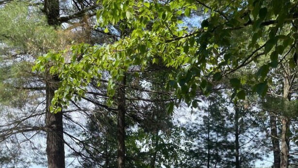 Un ponte di legno con un braciere, circondato da alberi e affacciato su un lago.