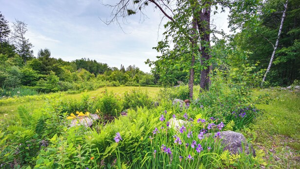 Ein üppiger Garten mit verschiedenen Pflanzen und Blumen, einem großen Felsen und einem Baum.