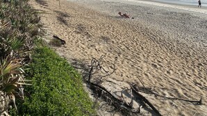 A beach with clear skies, a sandy shore, and sparse vegetation. - Seashell Escape (New Smyrna Beach)