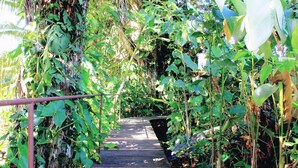 A wooden pathway surrounded by dense foliage. - lazy parrots' luxury apartment#1: ✔pool ✔beach path✔AC (Puerto Viejo de Talamanca)