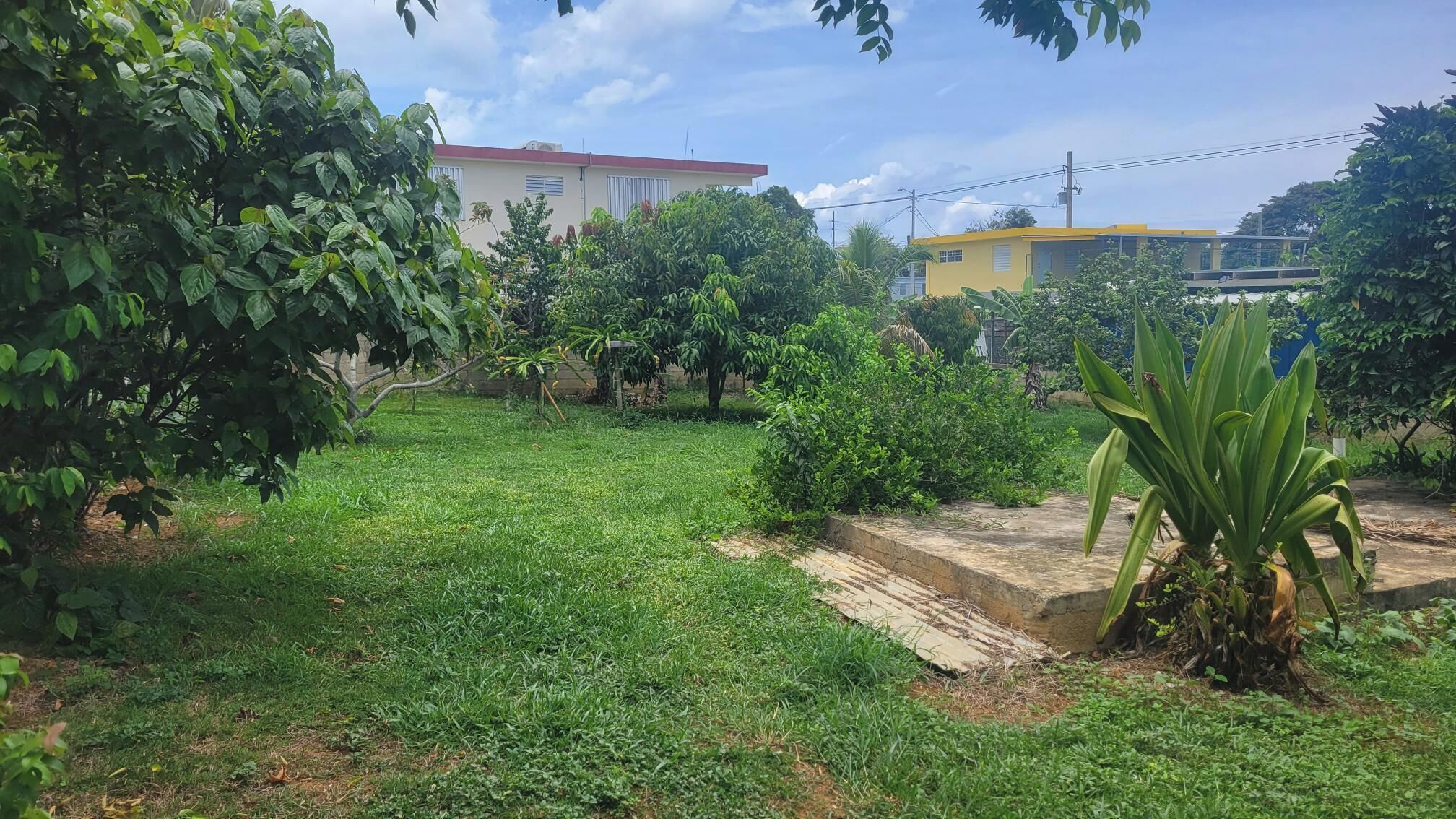Une zone herbeuse avec des arbres et un bâtiment en arrière-plan.